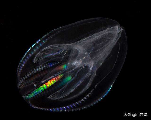 梳状果冻拉屎时才生成新"肛门",这一发现或启示生物肛门的起源