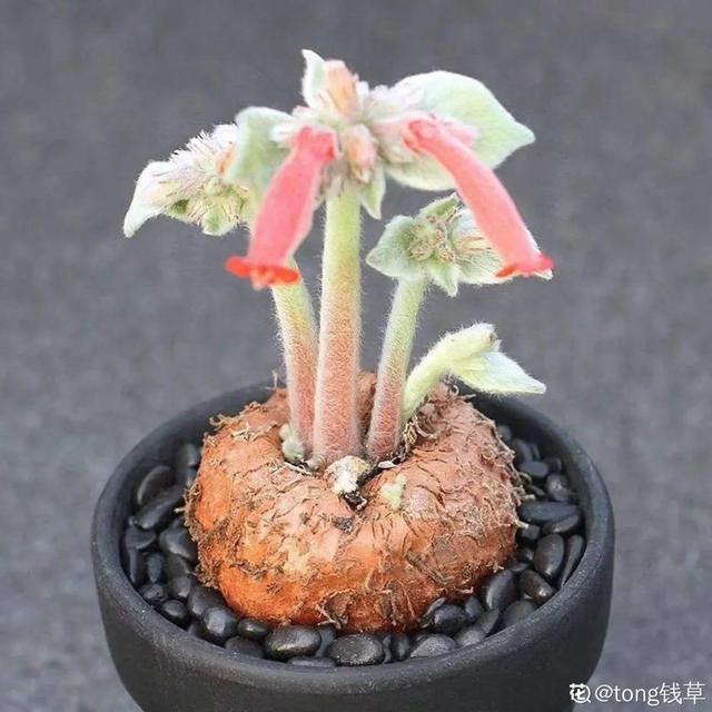 树萝卜 树萝卜（树萝卜下山桩怎么养） 生活