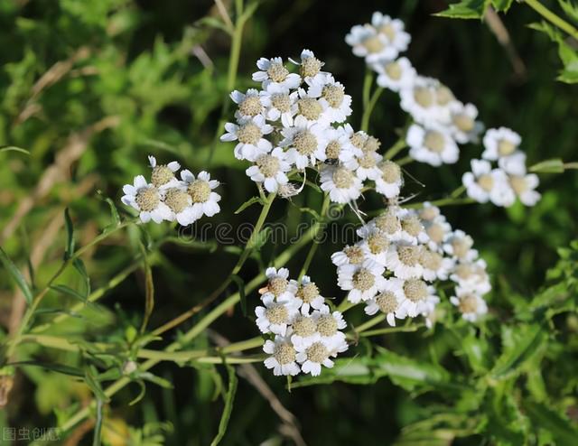 白菊花代表什么意思