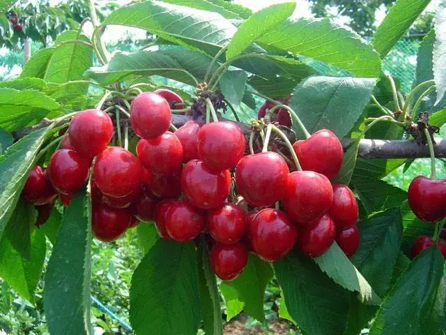 多效唑在樱桃、葡萄和梨树上的使用方法