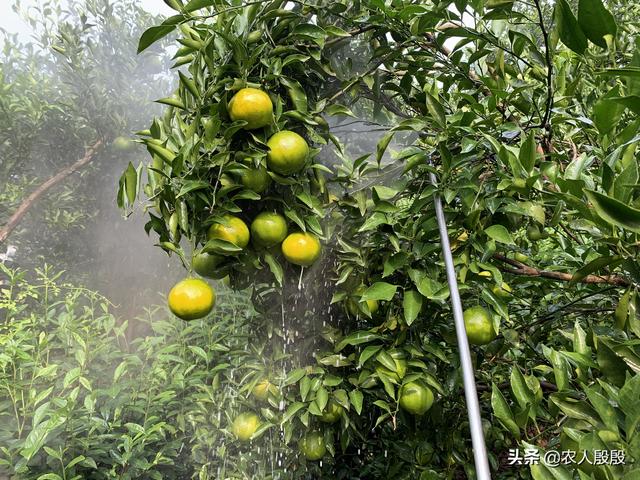 柑橘疫霉褐腐病，伤果又伤心，防治首先要对症找病因6