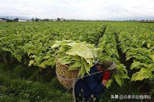 烟草田苗后除草剂大梳理（建议收藏）