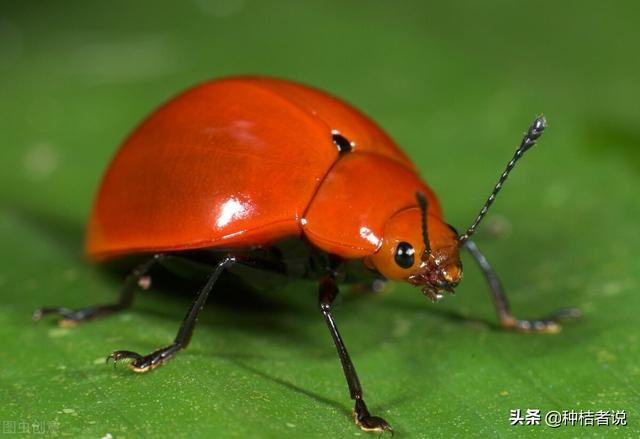 保护嫩芽堪称“神盾”级别——新烟碱类农药5