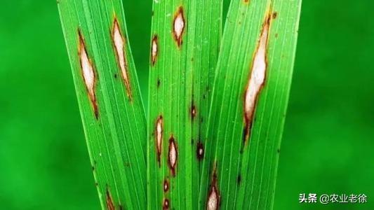 水稻稻瘟病的基本防治措施是什么？