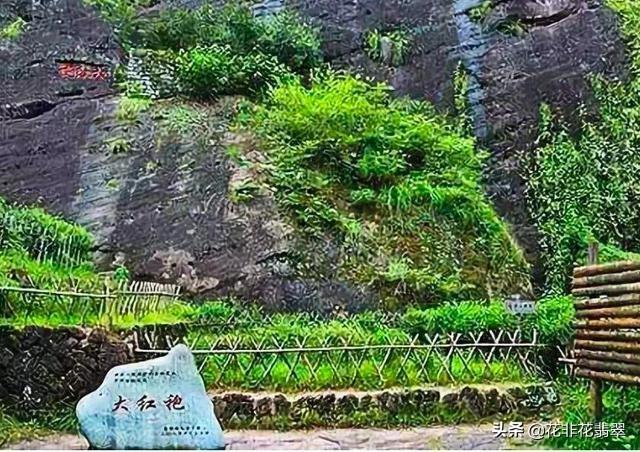 正宗大红袍茶叶价格多少钱一斤（茶王大红袍一斤价值500万元）