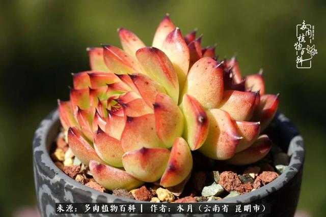 安康石英砂洗砂机厂家电话