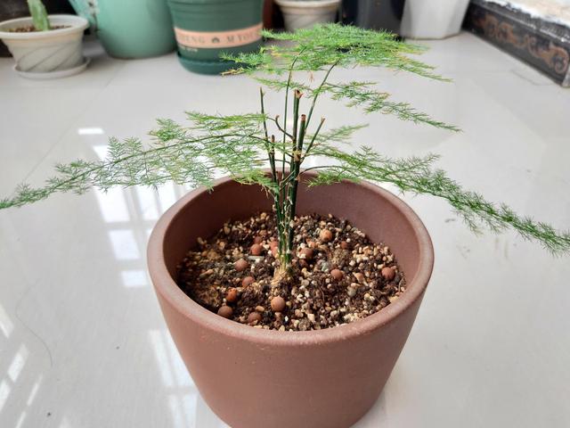 植物图片及名称大全（80种常见植物图解）(14)