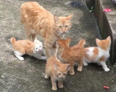 麒麟猫