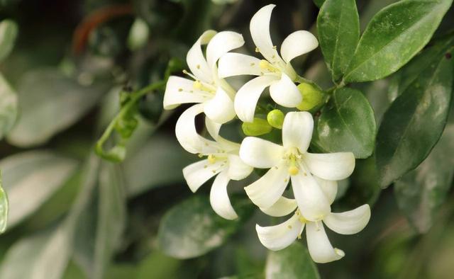 九里香花适合在室内养吗 九里香花适合在室内养吗（九里香是否适合在室内养） 生活