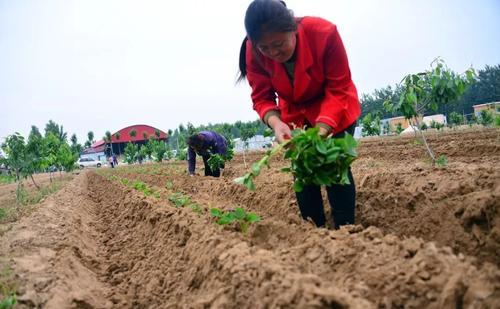 防除红薯田杂草可选用哪些除草剂？有哪些注意事项？种植户须知8