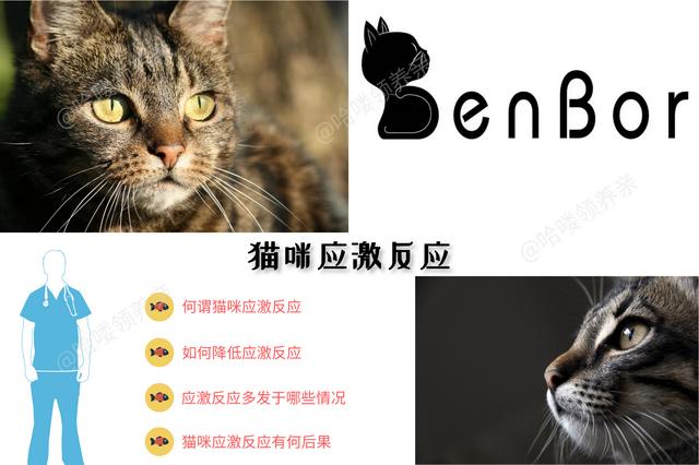 猫应激反应