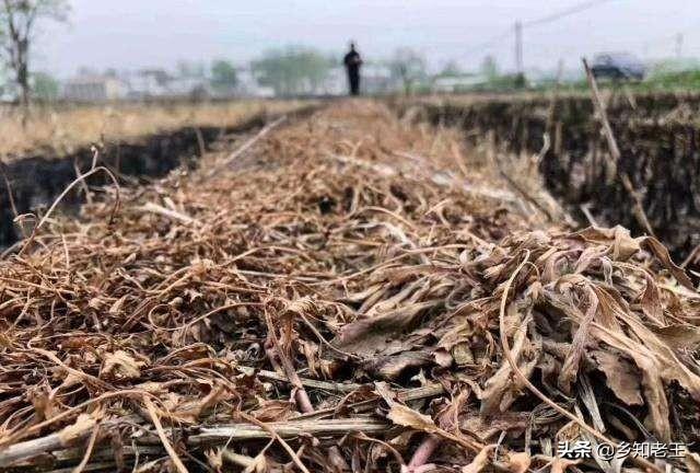 草甘膦和草铵膦，一字之差却大不同，一文讲清两者区别4