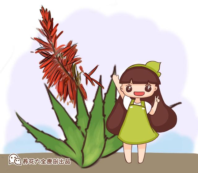 芦荟开花