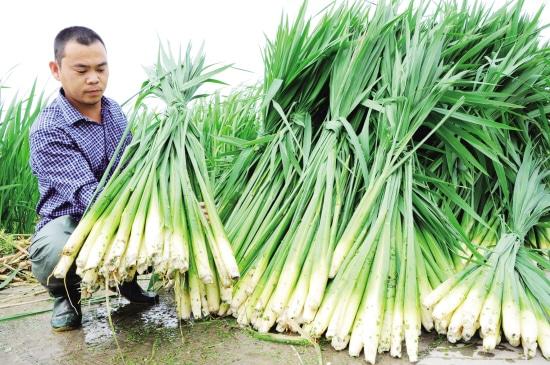 茭白栽植容易高产难，掌握以下几点高质又高产9