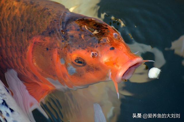 鱼缸增氧泵