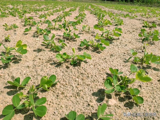 农村生活随记：用手推种花生机种花生，一亩地半个小时搞定