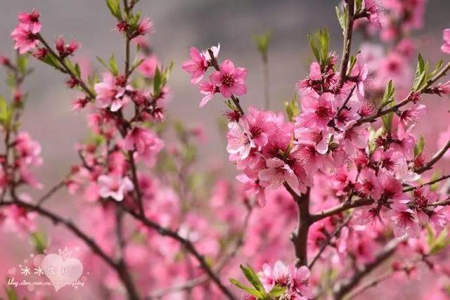 什么花在什么时候开