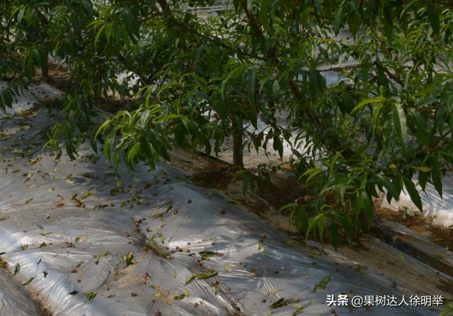 春季天气阴雨多变，桃子刚开始长就出现腐烂落果，什么病，怎么治14