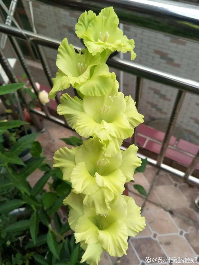 夏天的花有哪些