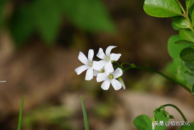 白花酢浆草