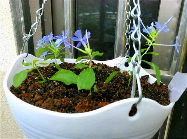 草本植物 草本植物（草本植物有哪些） 生活