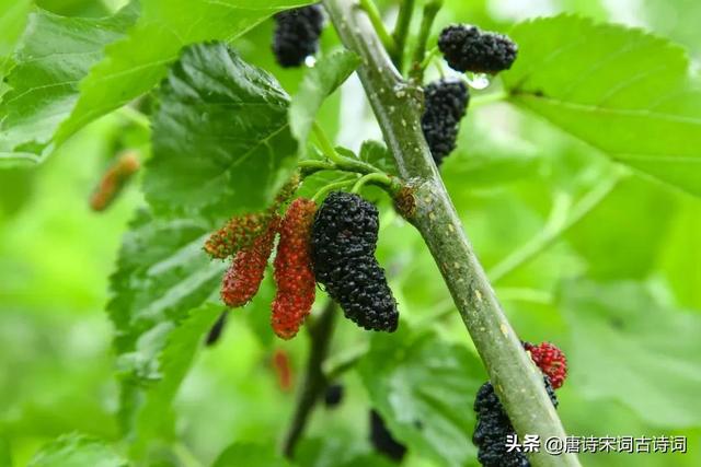 夏日水果，酸酸甜甜好消夏3