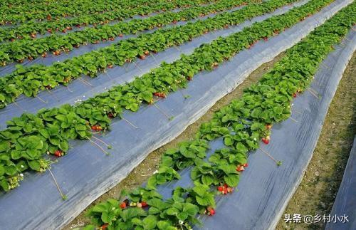 草莓的种植方法和技术 草莓的种植方法和技术（大棚草莓的种植方法和技术） 生活