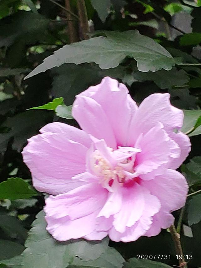 郁金香是哪个国家的国花