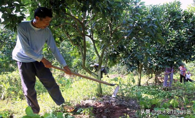 果树摘果后需要追施“月子肥”吗？它和果树秋季施底肥一样吗？4