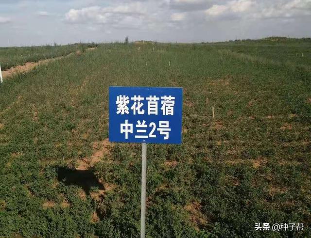 适合干旱地区种植的牧草，中兰2号苜蓿，无灌溉都能生长6-7年5