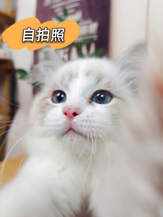 猫舍和宠物店区别