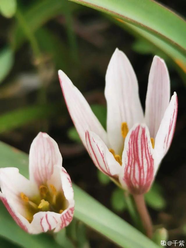 春天的野花