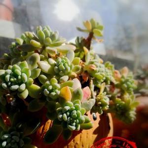 太阳就是我揉圆的
