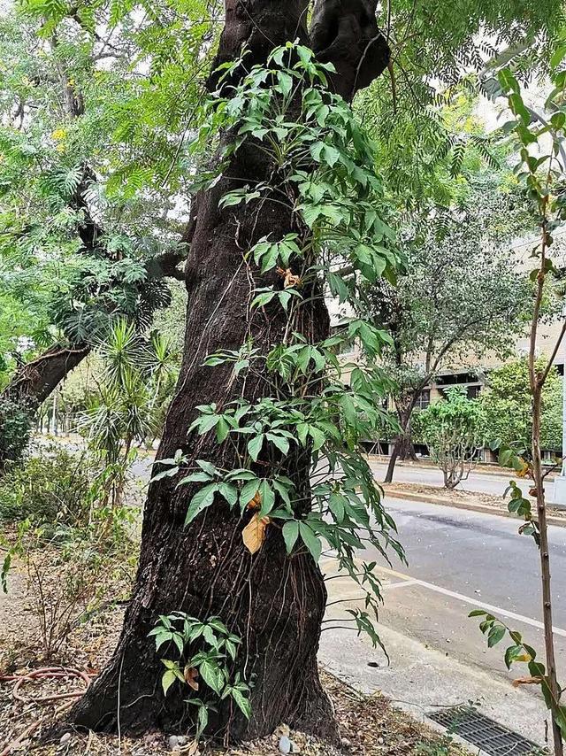 合果芋