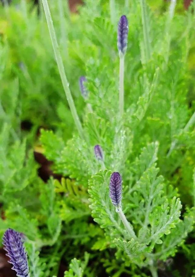 狭叶薰衣草 狭叶薰衣草（狭叶薰衣草种植方法） 生活