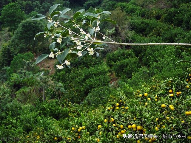 湖北宜昌：夷陵城郊乡村柑橘美景6