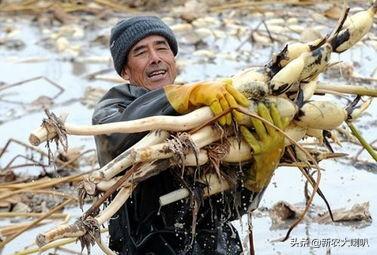 莲藕用什么肥料产量高