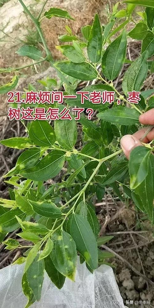 冬枣膨大期施用什么肥料？（359期）5