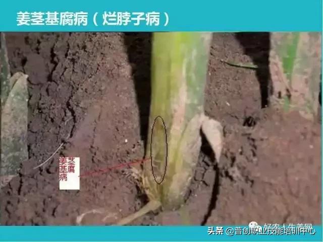 「生姜植保」生姜病虫害图谱以及防止办法（姜农必看！）14