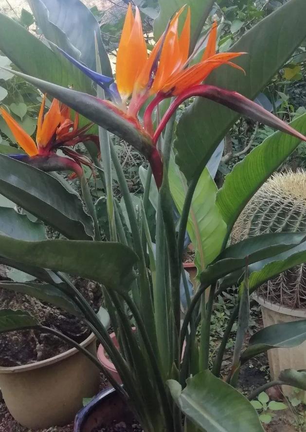 绿宝树