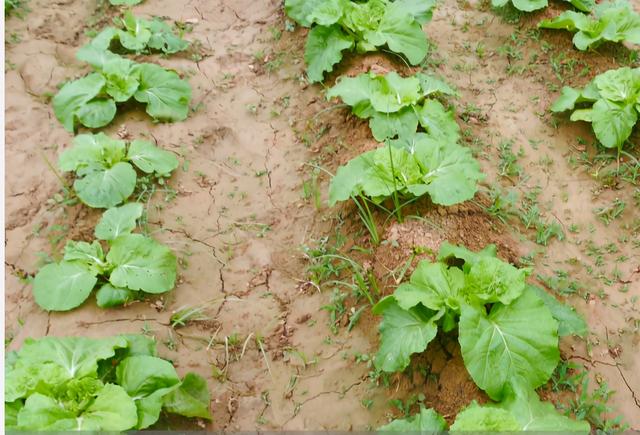 立秋种菜应注意哪些问题，菜地如何避免土壤板结掌握2个方面，蔬菜才能高产
