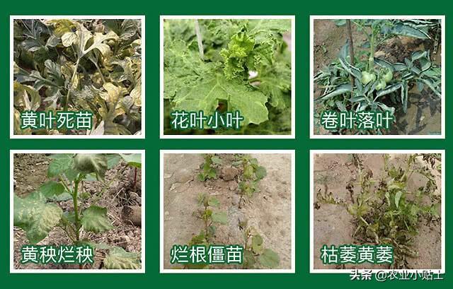 枯萎、死苗烂根用什么药？防治根腐病最好的药在这里