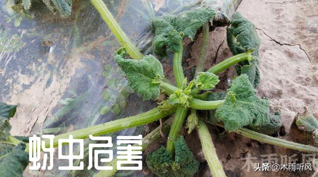 什么药物能根治蚜虫，交替使用效果更好