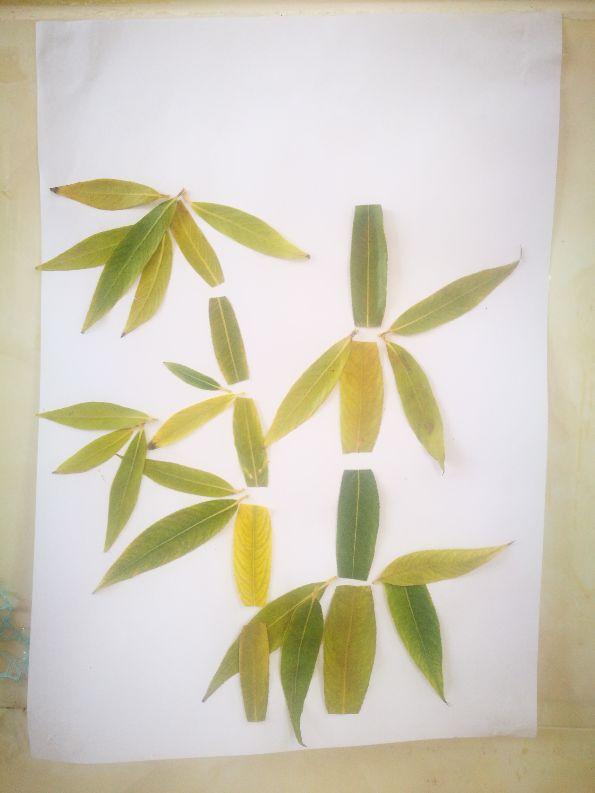 抱来一堆堆柳叶让它们停留在你的画里,把这地毯似的黄绿留住,给冬添一