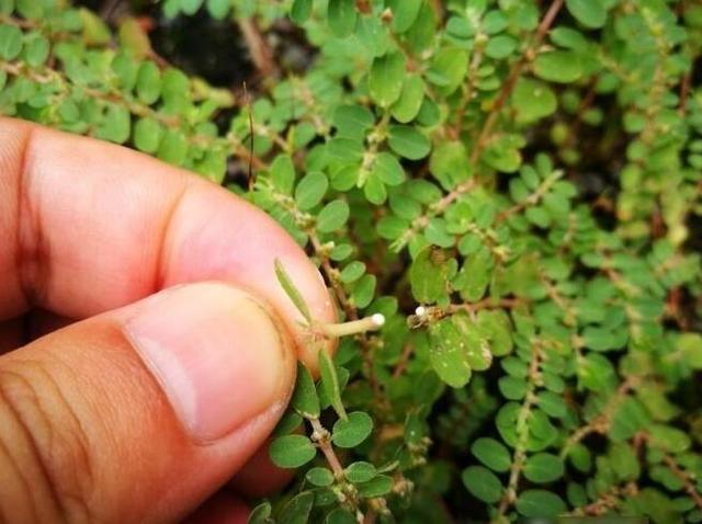 地新秀草药图片图片