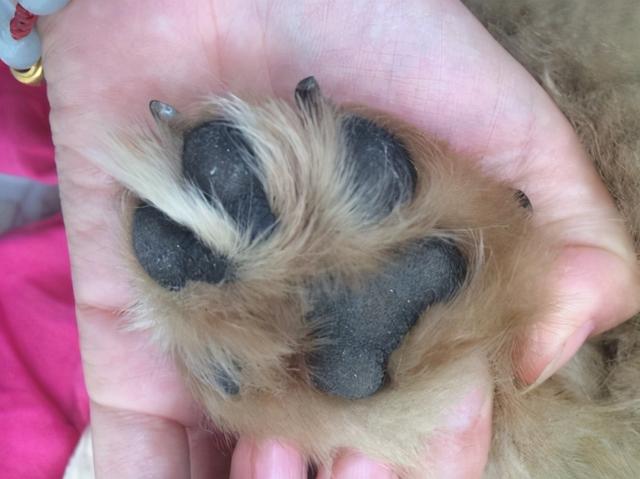 狗狗有体臭怎么办这样洗澡最有效(狗狗身上臭怎么办又不能洗澡)-艾拉