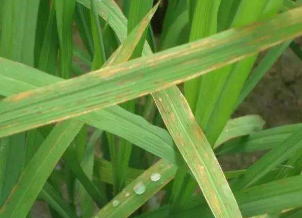 种植分享：水稻主要病虫害防治技术，一起来学学吧2