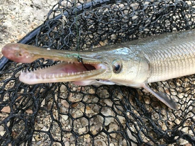 雀鳝鱼(确山预警发布) 资讯 第9张