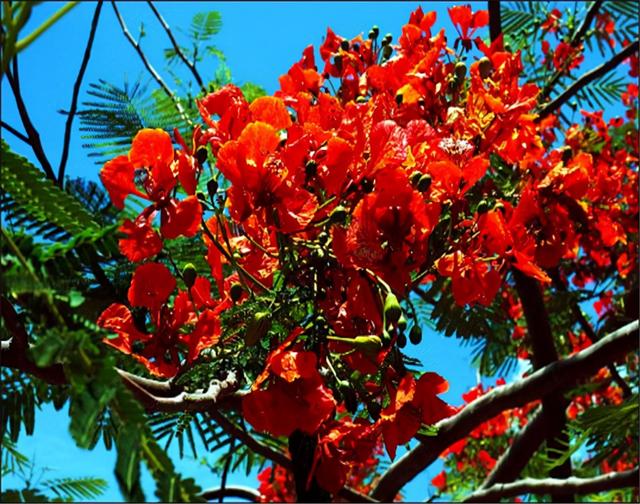 澳门市花 澳门市花（澳门市花图片） 生活