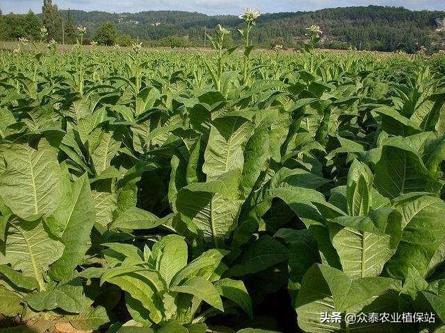 烟草田苗后除草剂大梳理（建议收藏）